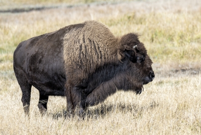 Buffalo Yellowstone NP Sept 2024